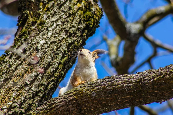 Rothaariges Eichhörnchen Greift Zur Kamera — Stockfoto