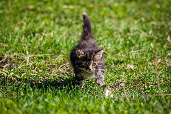 Kotě Běhá Trávě — Stock fotografie
