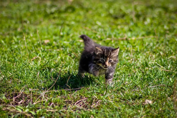 Kitten Runs Grass — Stock Photo, Image