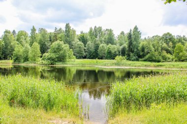 Yaz parlak güneşli yeşil park