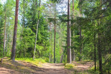 Yaz orman, çok ağaç dokusuna