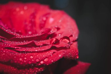 Gül yaprakları üzerinde su damlaları