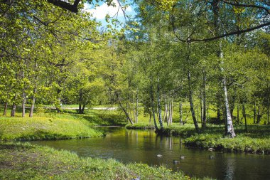 Yaz parlak güneşli yeşil park