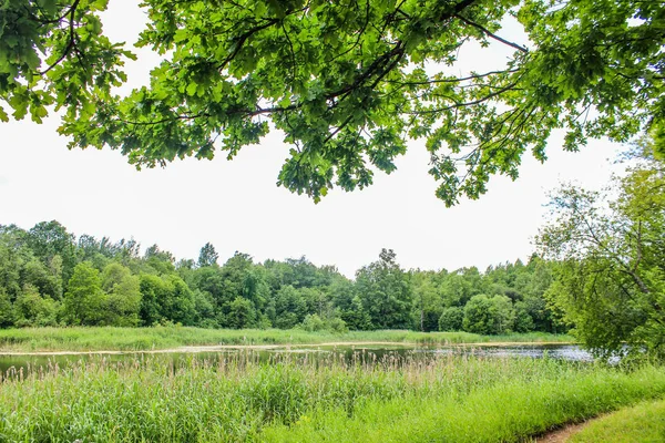 Ljusa Sommar Solig Grön Park — Stockfoto