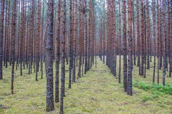 Texture Della Foresta Estiva Molti Alberi — Foto Stock