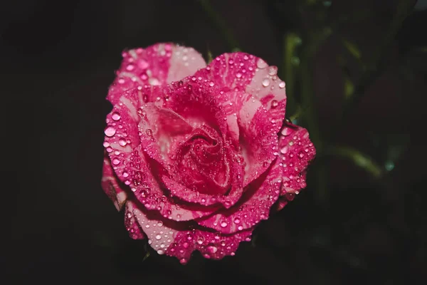 バラの花びらに水を垂らし — ストック写真