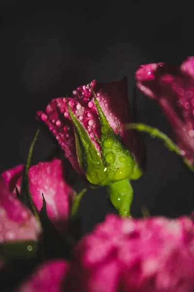 Krople Wody Płatkach Róż — Zdjęcie stockowe