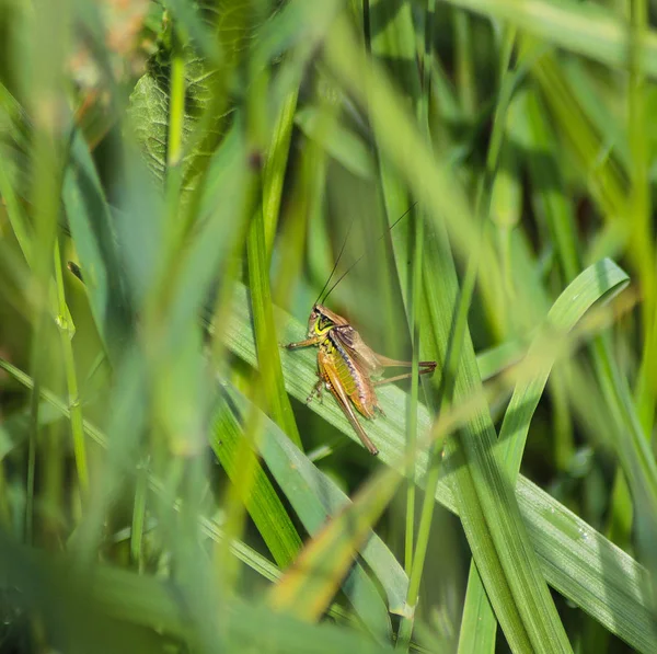 Een Sprinkhaan Gras Groen Basking Zon — Stockfoto