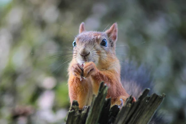 Rothaariges Eichhörnchen Greift Zur Kamera — Stockfoto