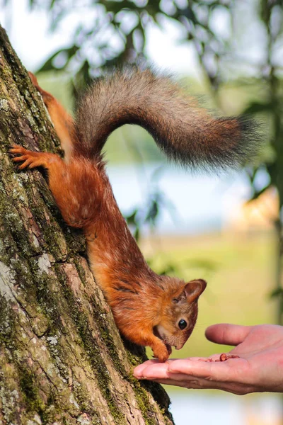 Red Haired Squirrel Picks Camera — Stock Photo, Image