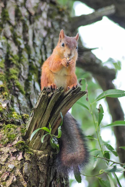 Rothaariges Eichhörnchen Greift Zur Kamera — Stockfoto