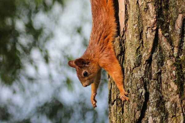 Red Haired Squirrel Picks Camera — Stock Photo, Image