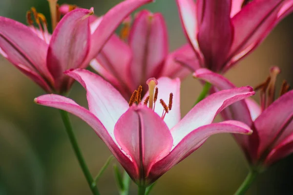 Belleza Insólita Las Flores Los Lirios — Foto de Stock