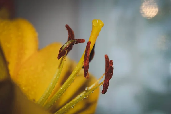 Unusual Beauty Flowers Lilies — Stock Photo, Image