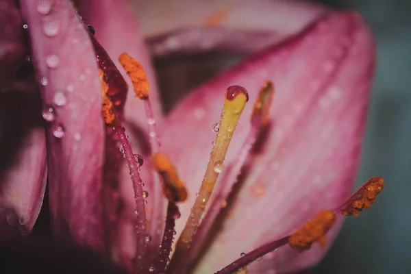 Незвичайна Краса Квітів Лілії — стокове фото
