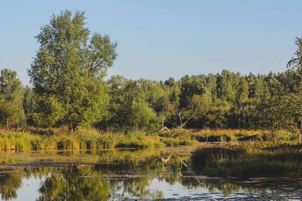 Morgenlicht Sommerpark — Stockfoto