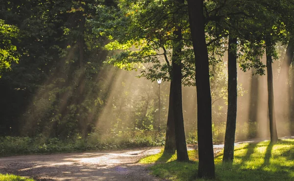 Świetle Poranka Gatczyna Park — Zdjęcie stockowe