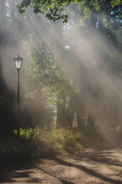 Lumière Matin Dans Parc Gatchina — Photo