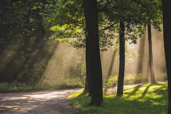 Φως Πρωί Στο Πάρκο Της Gatchina — Φωτογραφία Αρχείου