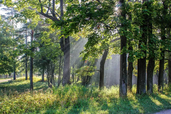 Świetle Poranka Gatczyna Park — Zdjęcie stockowe