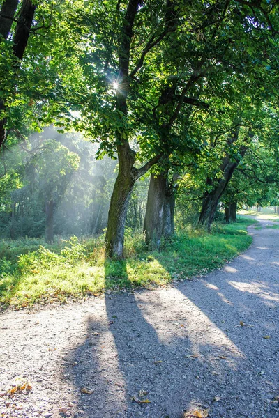 Luz Manhã Gatchina Park — Fotografia de Stock