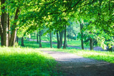 Gatchina park yaz akşamları