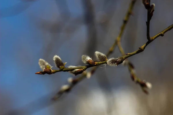 Buds Inchados Ramo Salgueiro — Fotografia de Stock