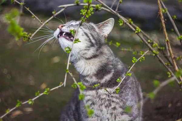 Szary Kot Gryzie Oddział Krzak Kot Gałązka — Zdjęcie stockowe