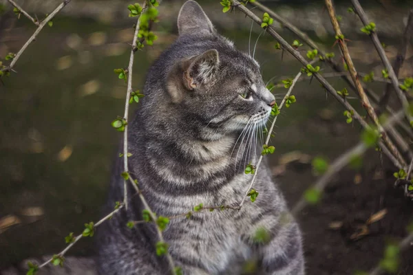 Eine Graue Katze Nagt Einem Zweig Eines Busches Einer Katze — Stockfoto