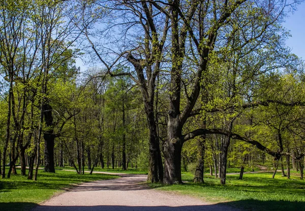 Gatchina Park Yaz Akşamları — Stok fotoğraf