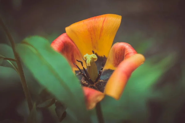 Blommande Sommar Blommor Tulpaner — Stockfoto