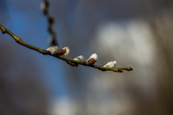 Swollen buds willow branch — Stock Image Swollen Buds Willow Branch Stock Image