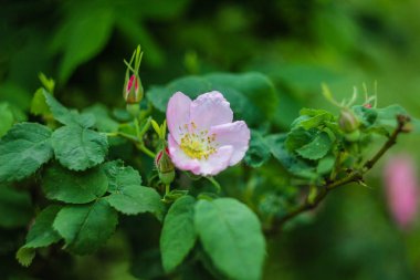 Rose hips pembe çiçekli çalı