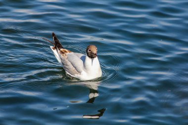 Lakebig küstah kuşlar martılar