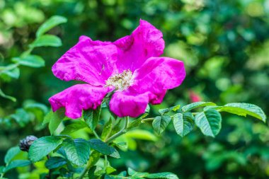 Pembe kalça çiçek bush