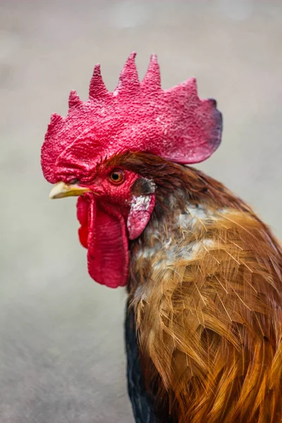 Handsome Cock Cock Portrait Farm — Stock Photo, Image