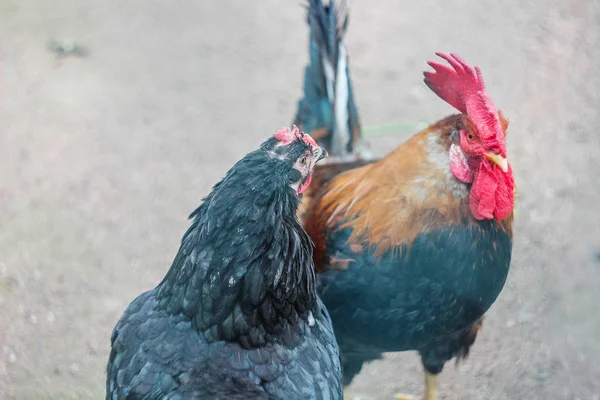 Handsome Cock Cock Portrait Farm — Stock Photo, Image