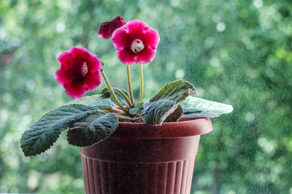 Hjemmelagd Gloxiniumblomst Vinduskarm Kjele – stockfoto