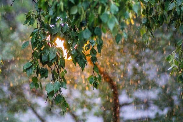 夏天温暖的雨像水桶一样倾泻而下 — 图库照片