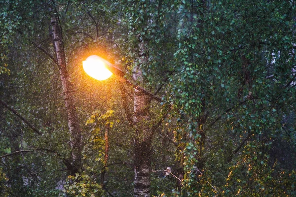 Lluvia Cálida Verano Vierte Como Cubo — Foto de Stock