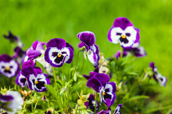 Bright city flowers Pansy