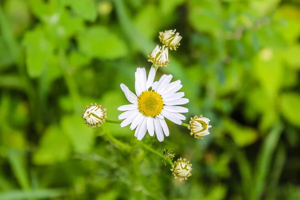 Fält Sommar Blomma Kamomill — Stockfoto