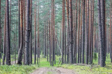 Ormandaki Çam ağaç gövdeleri