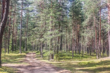 Ormandaki Çam ağaç gövdeleri
