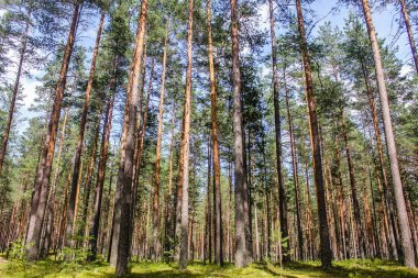 Ormandaki Çam ağaç gövdeleri
