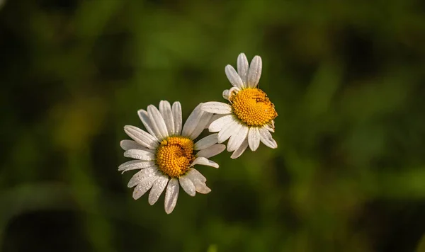 Fält Sommar Blomma Kamomill — Stockfoto