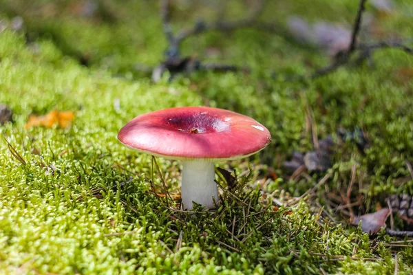 Russula Lisa Musgo Bosque —  Fotos de Stock