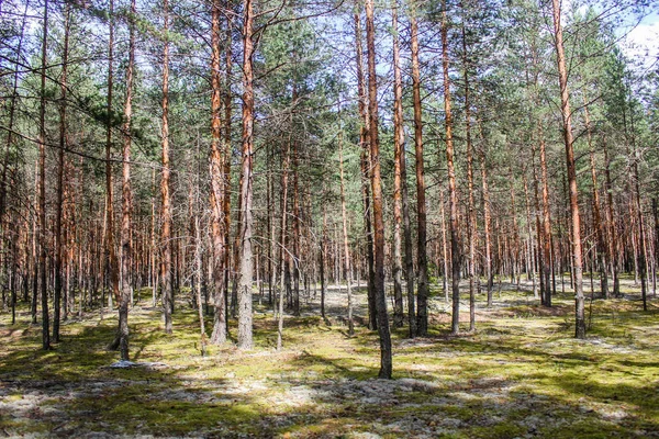 Troncos Pino Bosque —  Fotos de Stock