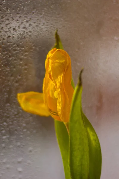 Gamla Gula Tulip Vid Solnedgången — Stockfoto