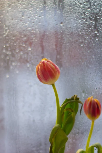 Tulipany Wazonie Parapecie — Zdjęcie stockowe